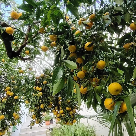 La Casetta Di Nino E Imma 펜션 카발리노 디 레체